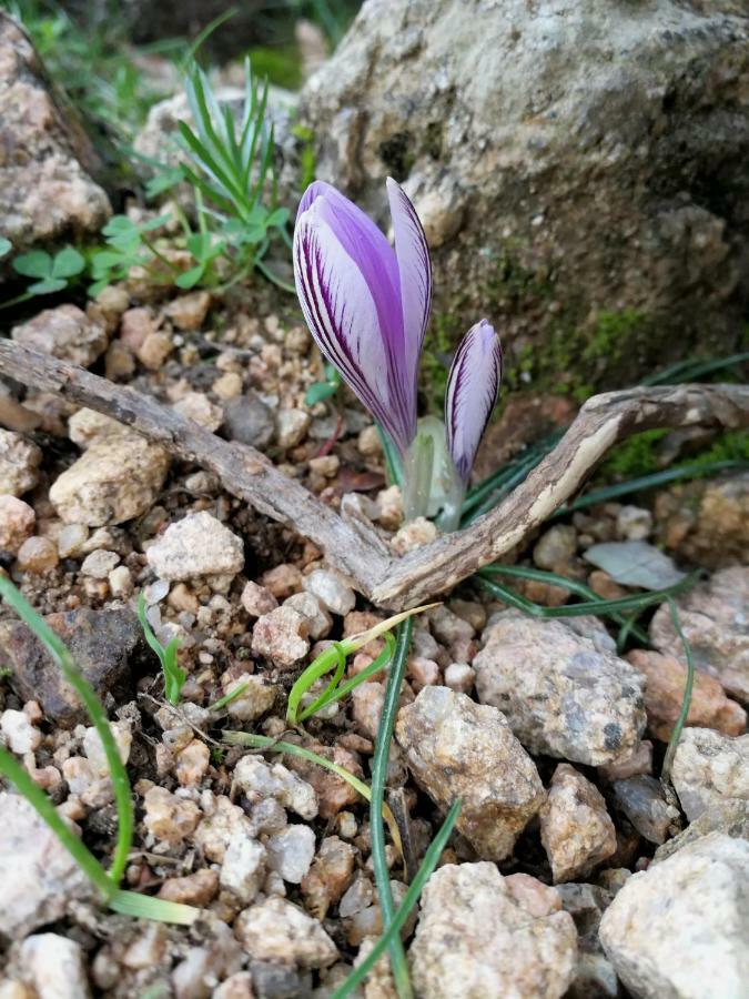 Il Giardino All'Angolo Villacidro Eksteriør billede